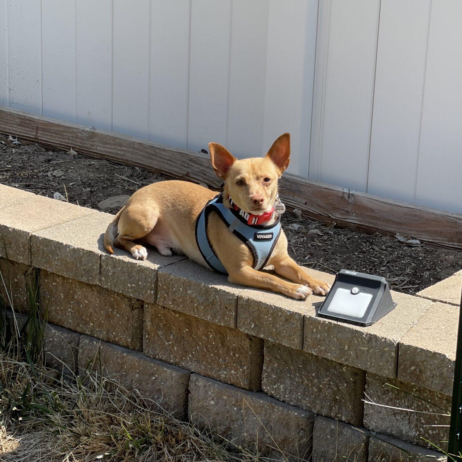 Wilbur, a ADOPTABLE mixed breed in Mead, CO image 2/5