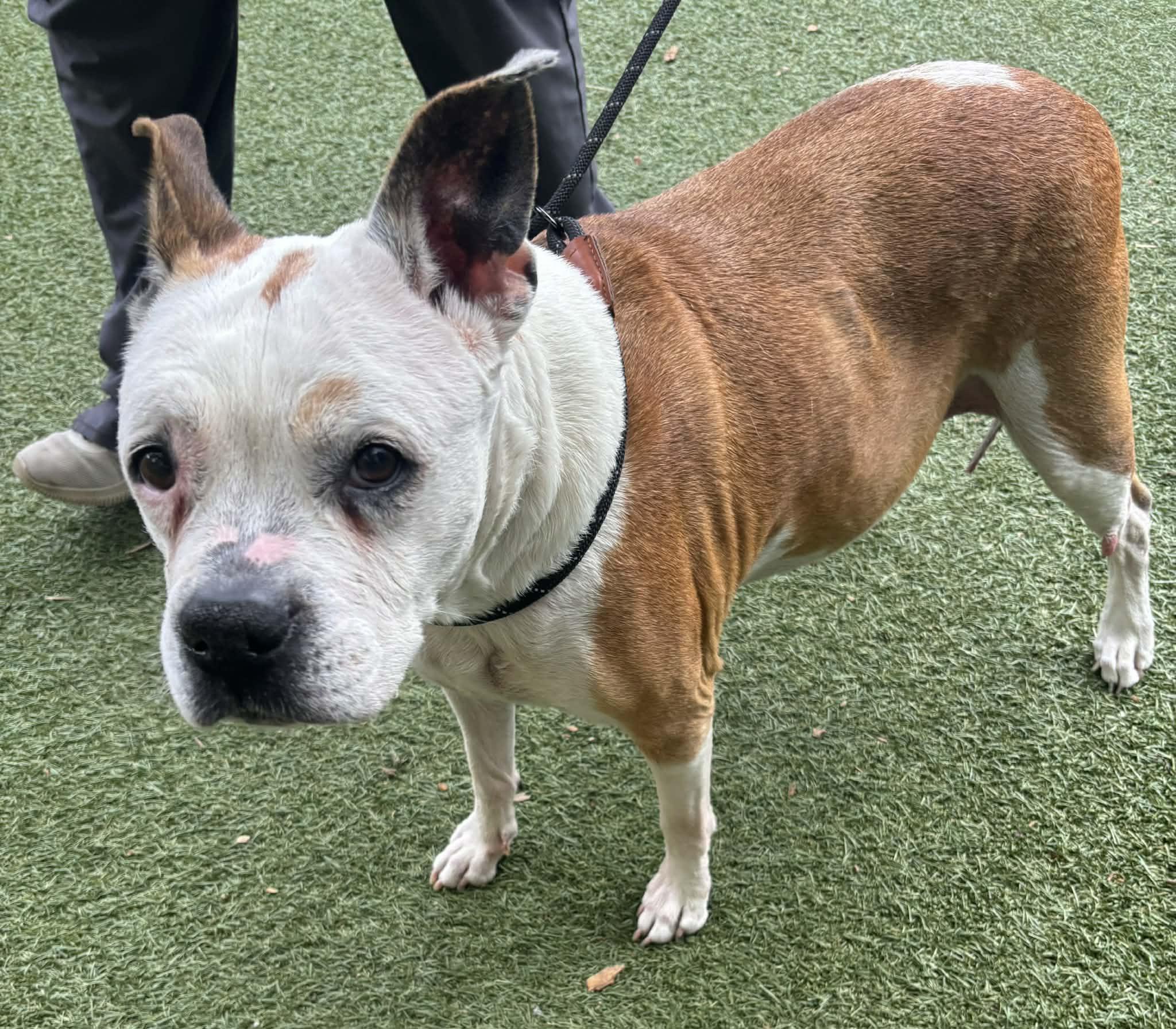 Grammy, ADOPTABLE, Senior Female Pit Bull Terrier.