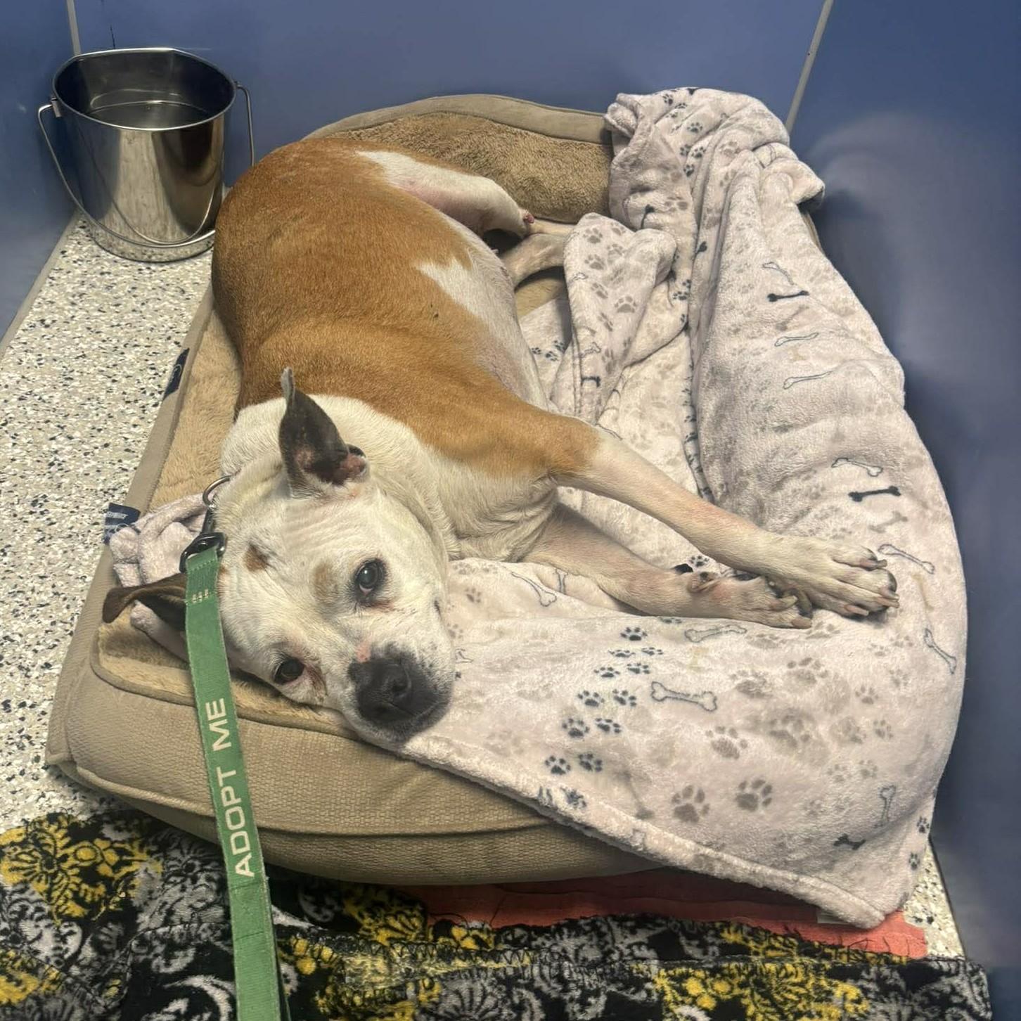Enlarge Grammy, a ADOPTABLE Pit Bull Terrier in Independence, MO image 3/5
