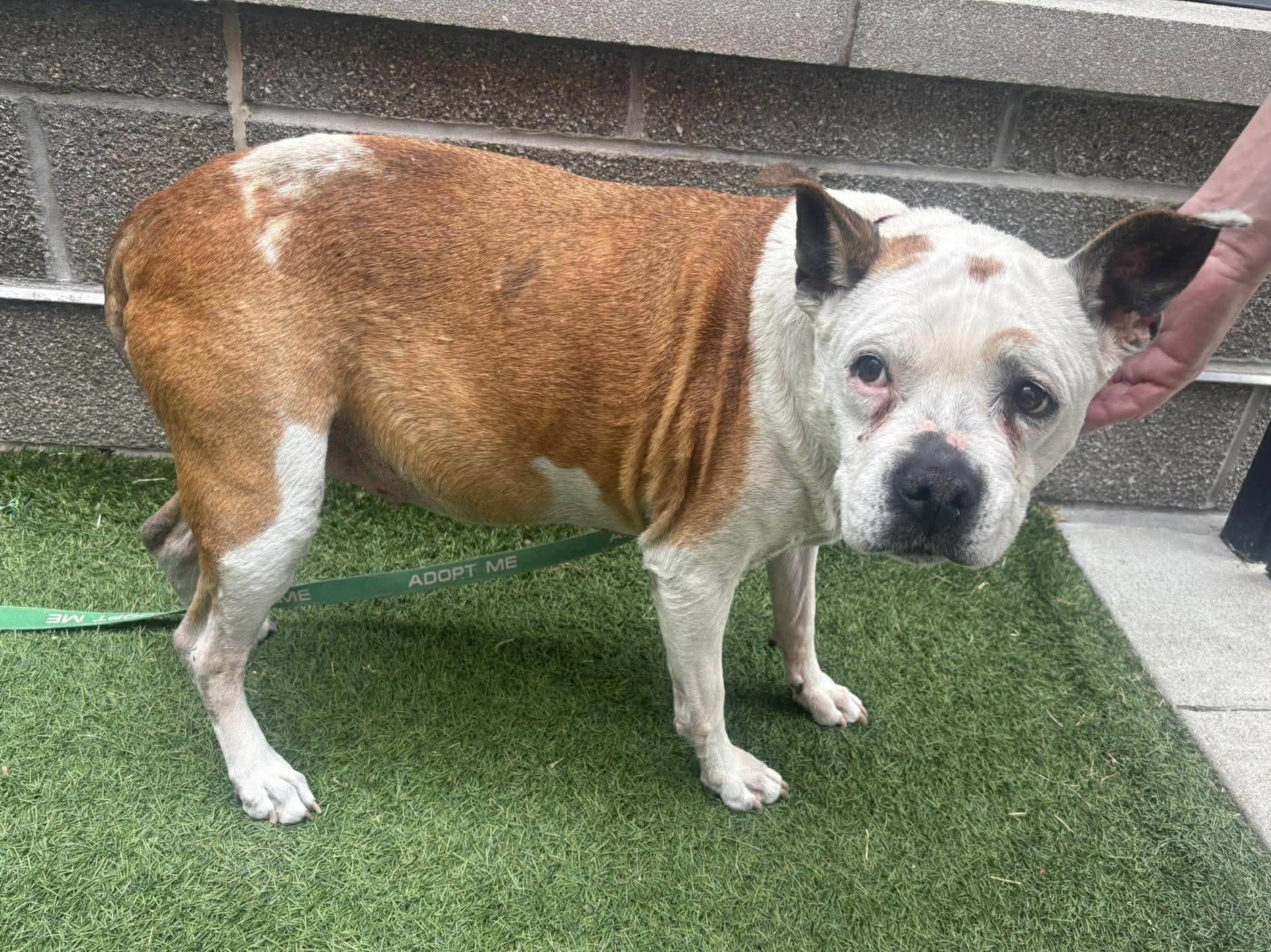 Enlarge Grammy, a ADOPTABLE Pit Bull Terrier in Independence, MO image 5/5