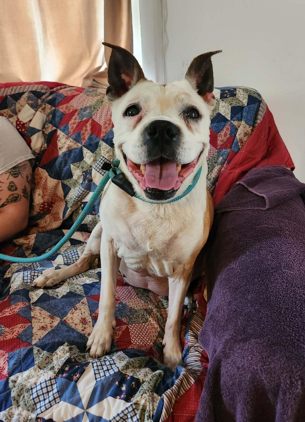 Grammy, ADOPTABLE, Senior Female Pit Bull Terrier.