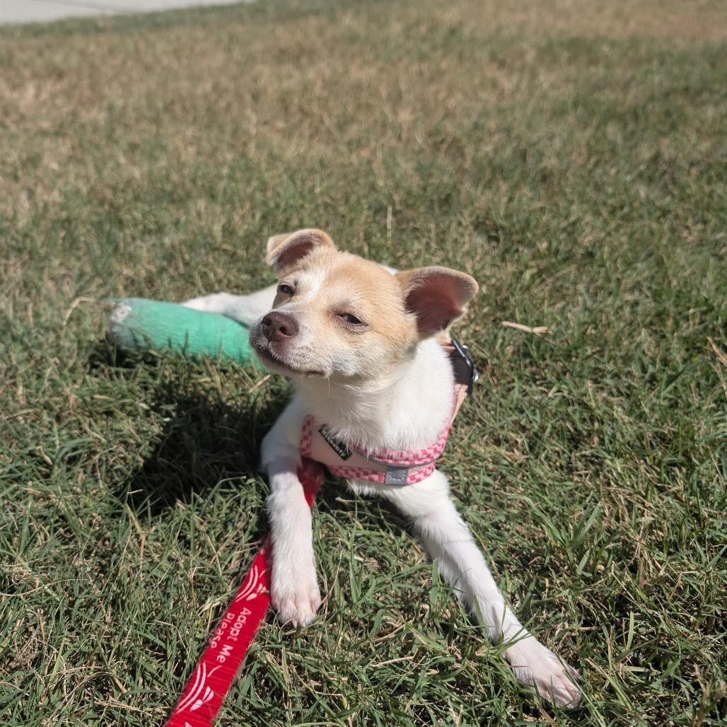Lechera, Adoptable, Puppy Female Mixed Breed.