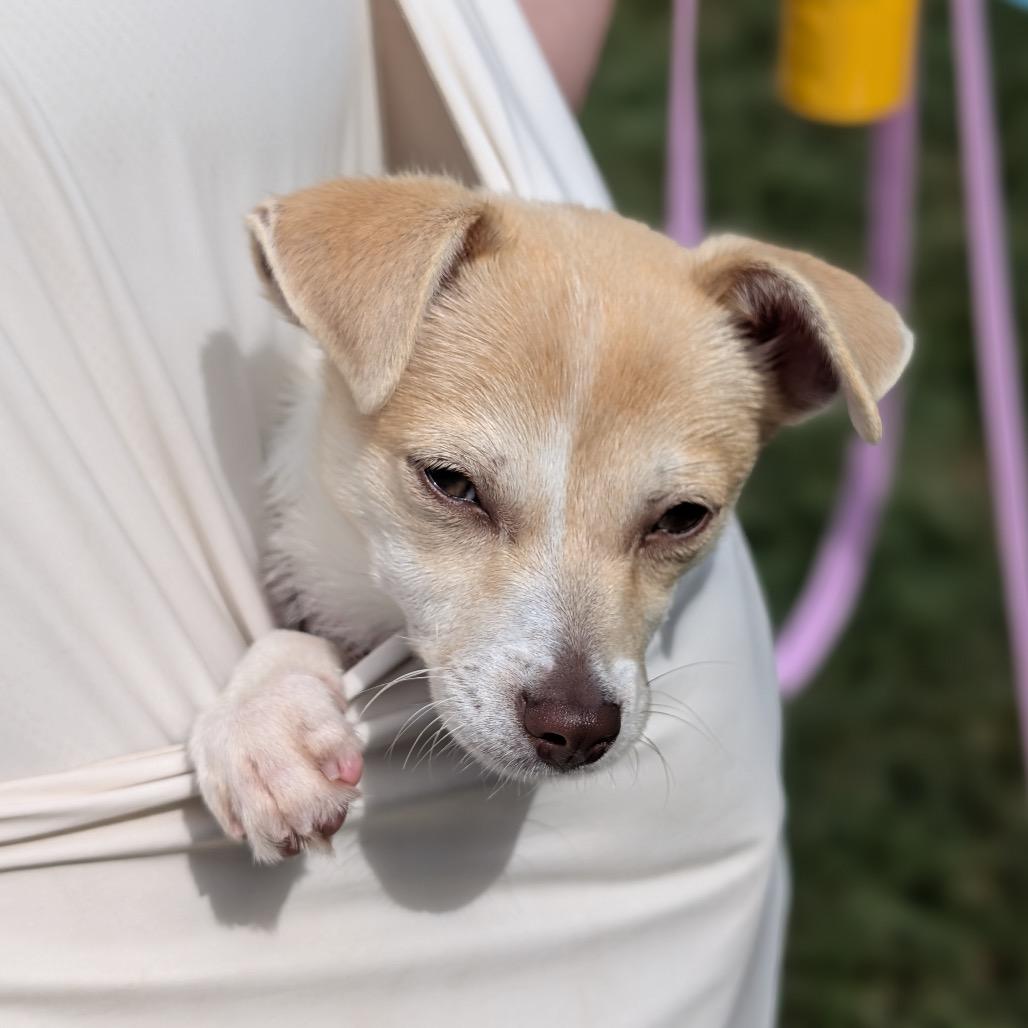 Enlarge Lechera, a Adoptable Mixed Breed in Durham, NC image 2/6