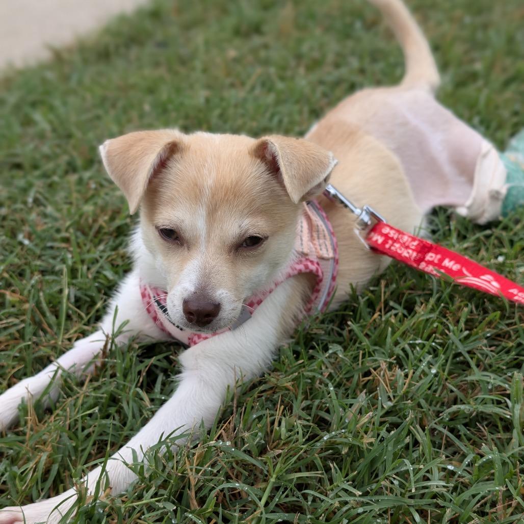 Enlarge Lechera, a Adoptable Mixed Breed in Durham, NC image 3/6