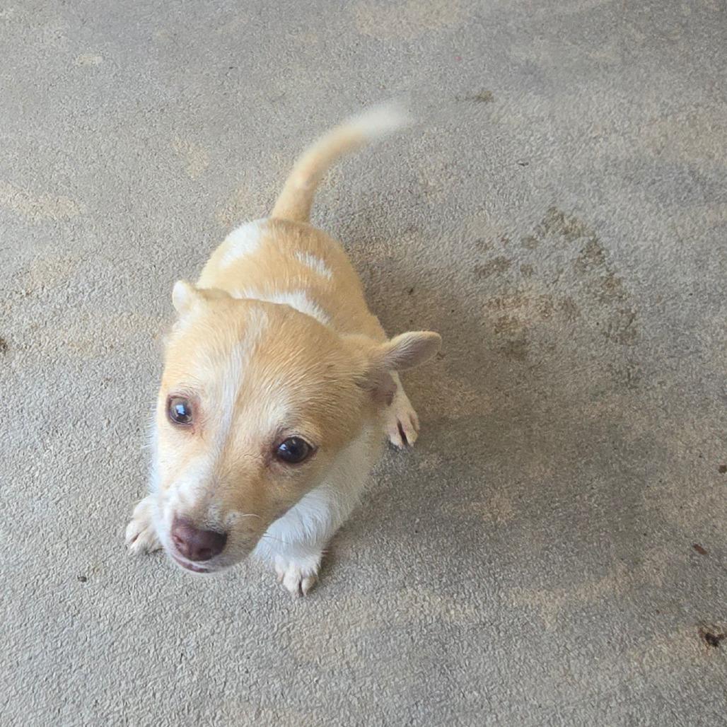 Enlarge Lechera, a Adoptable Mixed Breed in Durham, NC image 6/6