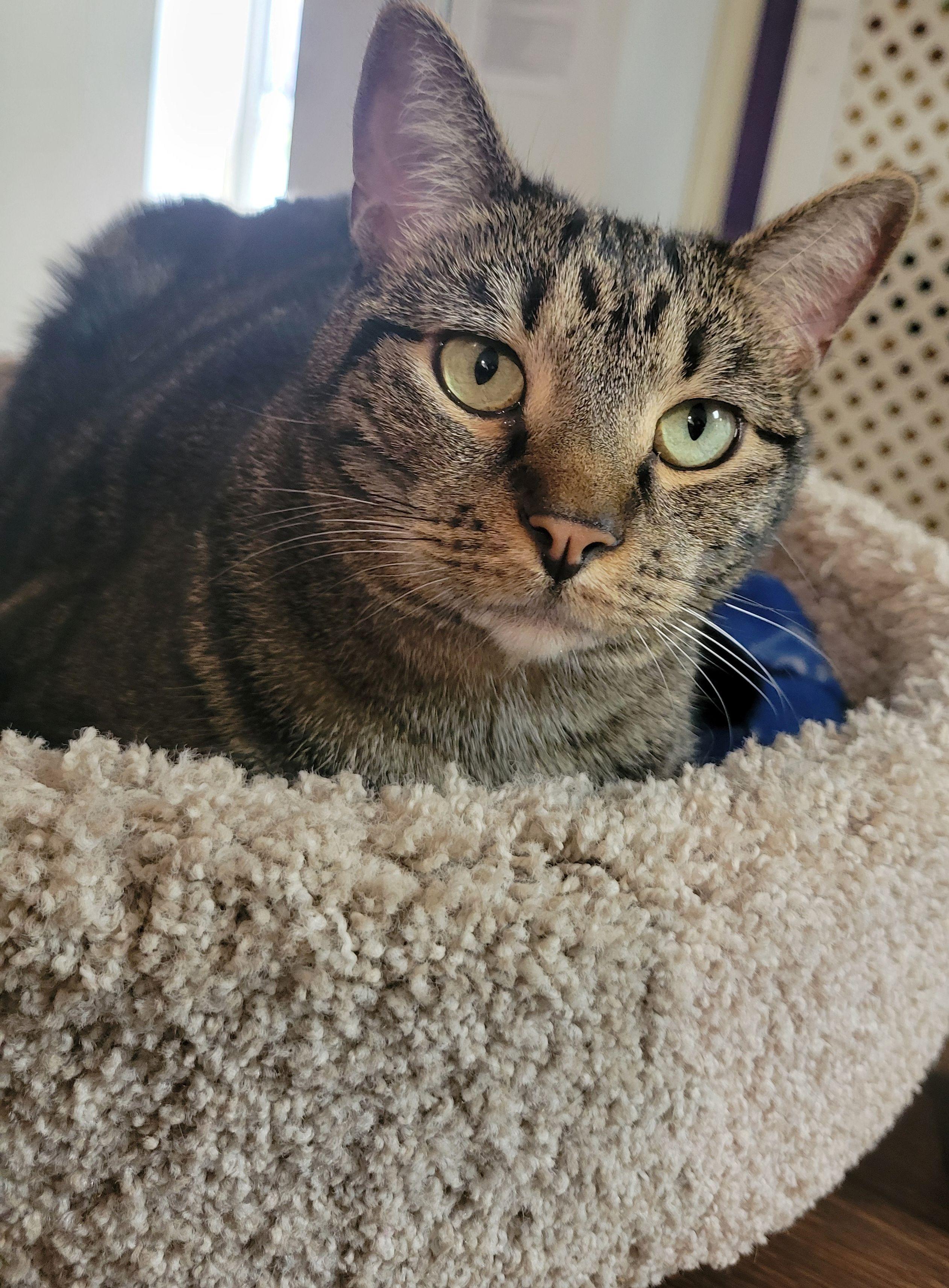 Zoe, a Adoptable Domestic Short Hair in Lodi, CA image 3/3