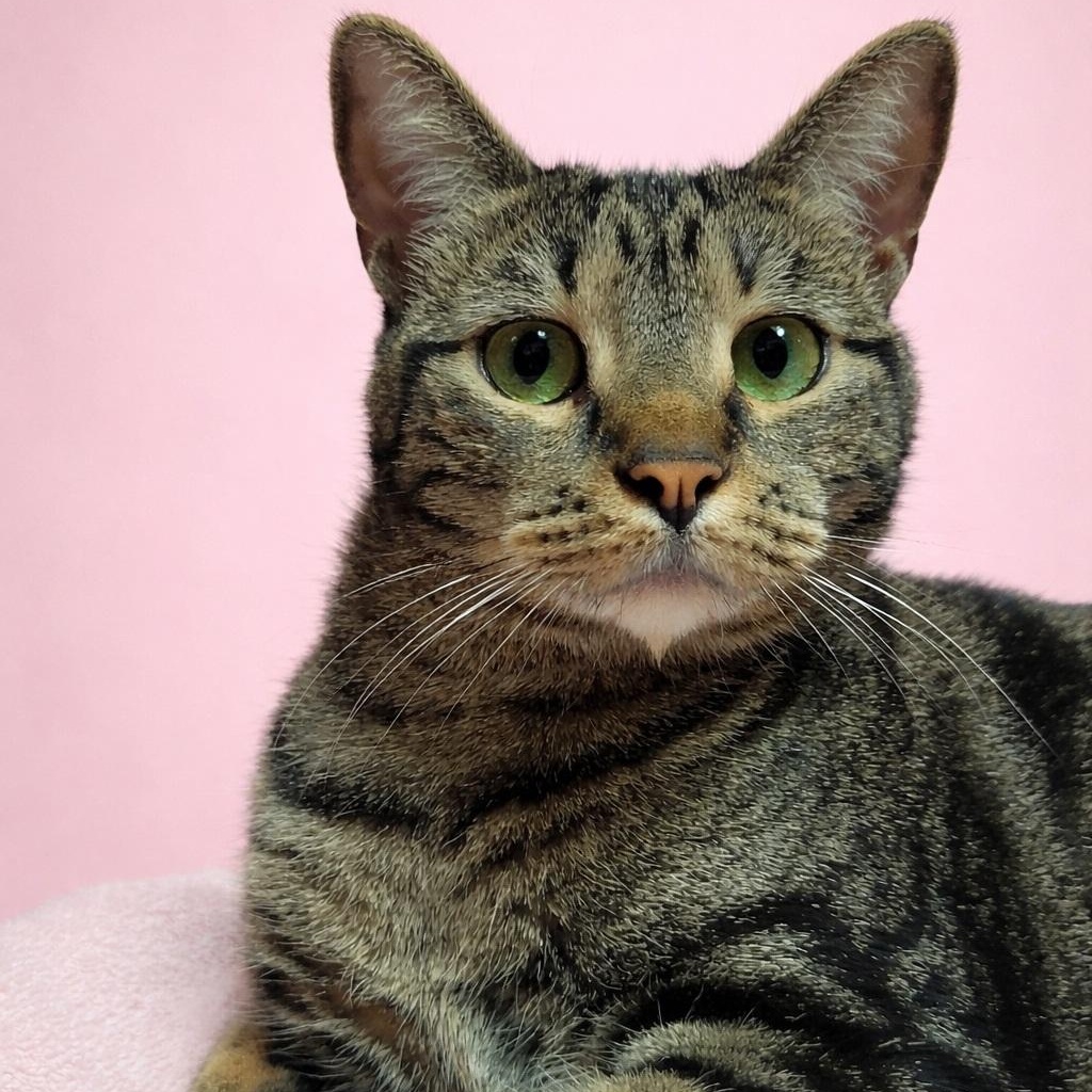 Zoe, a Adoptable Domestic Short Hair in Lodi, CA image 1/2