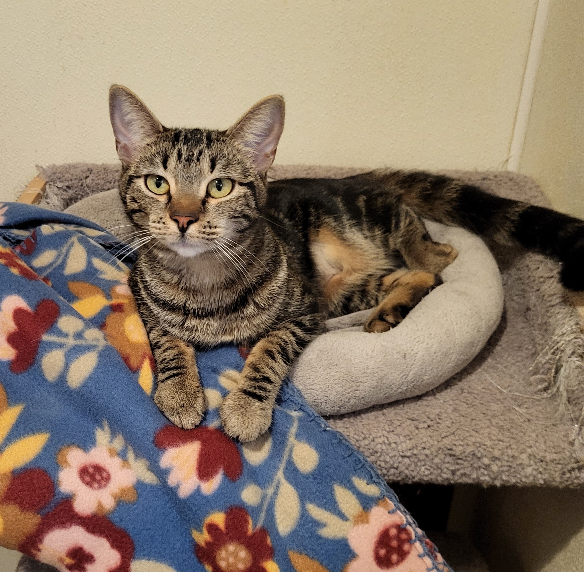 Enlarge Zoe, a Adoptable Domestic Short Hair in Lodi, CA image 1/1