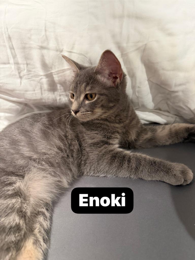 Enoki, Adoptable, Kitten Male Domestic Short Hair.