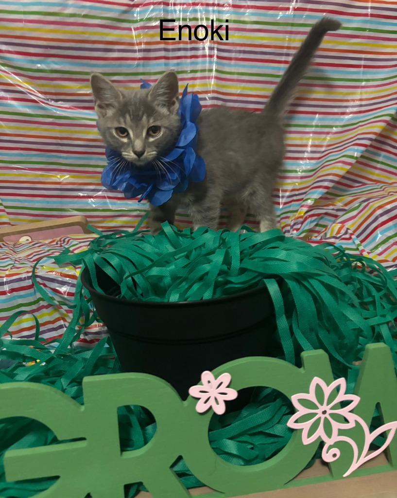 Enlarge Enoki, a Adoptable mixed breed in Johnson City, TN image 5/6