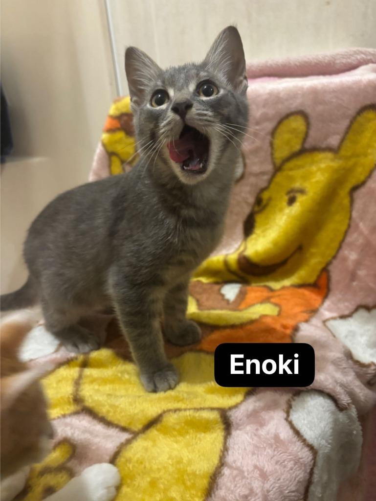 Enlarge Enoki, a Adoptable mixed breed in Johnson City, TN image 6/6