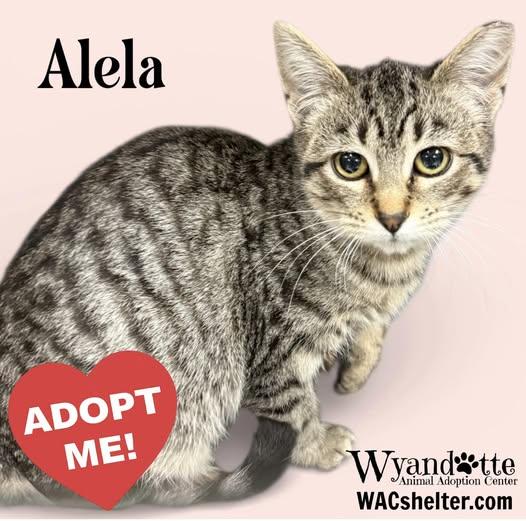 ALELA, ADOPTABLE, Young Female Domestic Short Hair.