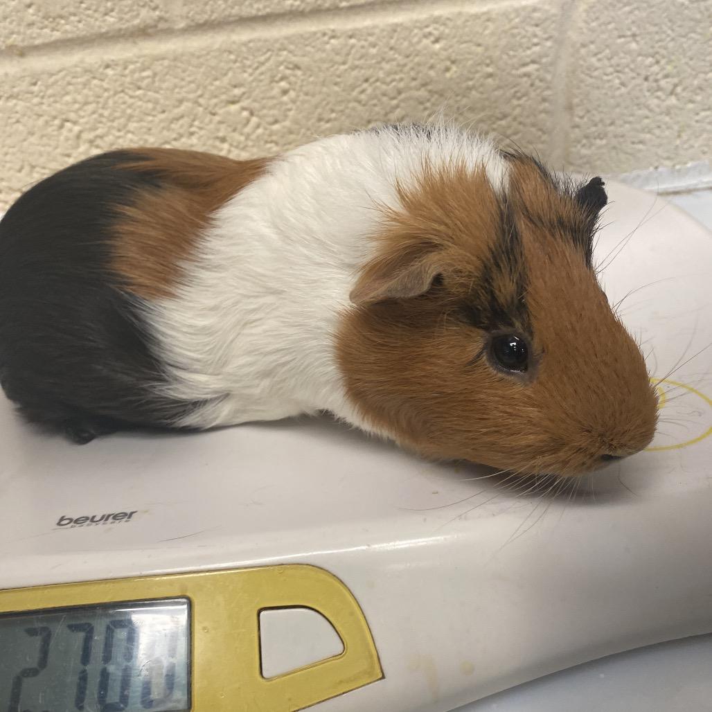 Neno, Adoptable, Young Male Guinea Pig.
