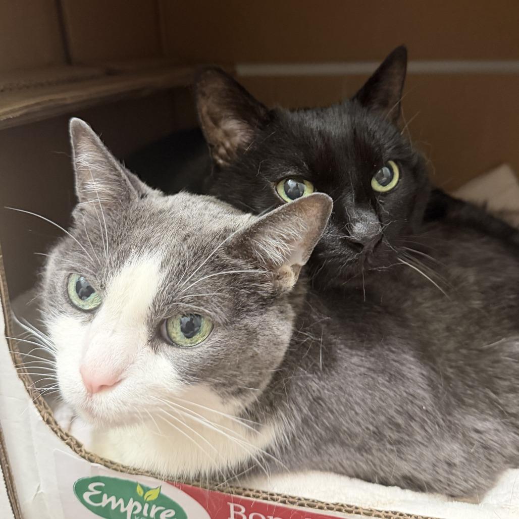 Enlarge Honduras, a Adoptable Domestic Short Hair in Chicago, IL image 1/6