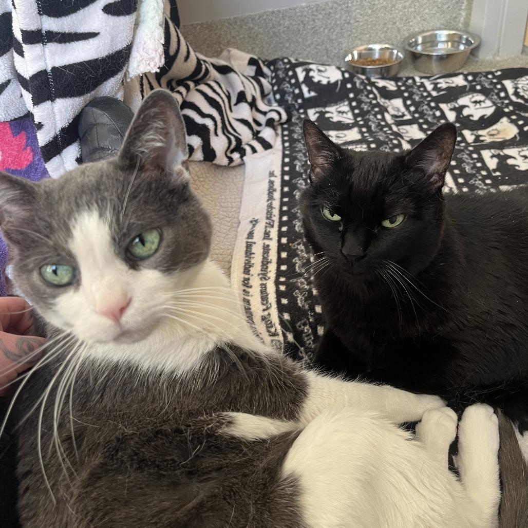 Enlarge Honduras, a Adoptable Domestic Short Hair in Chicago, IL image 3/6