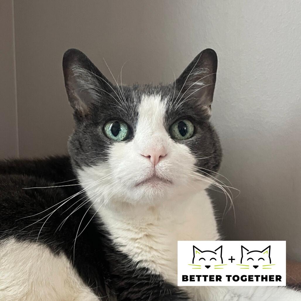 Enlarge Honduras, a Adoptable Domestic Short Hair in Chicago, IL image 5/6