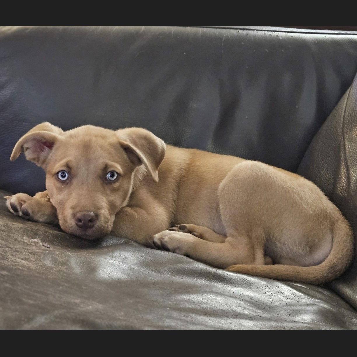 Enlarge Crew, a Adoptable mixed breed in Fargo, ND image 1/3