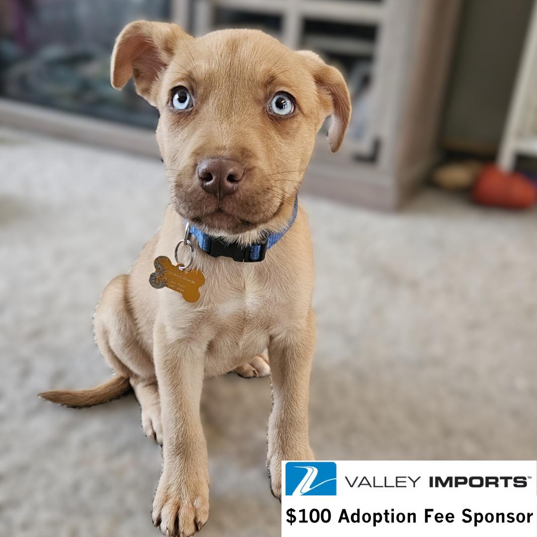 Enlarge Crew, a Adoptable mixed breed in Fargo, ND image 2/3