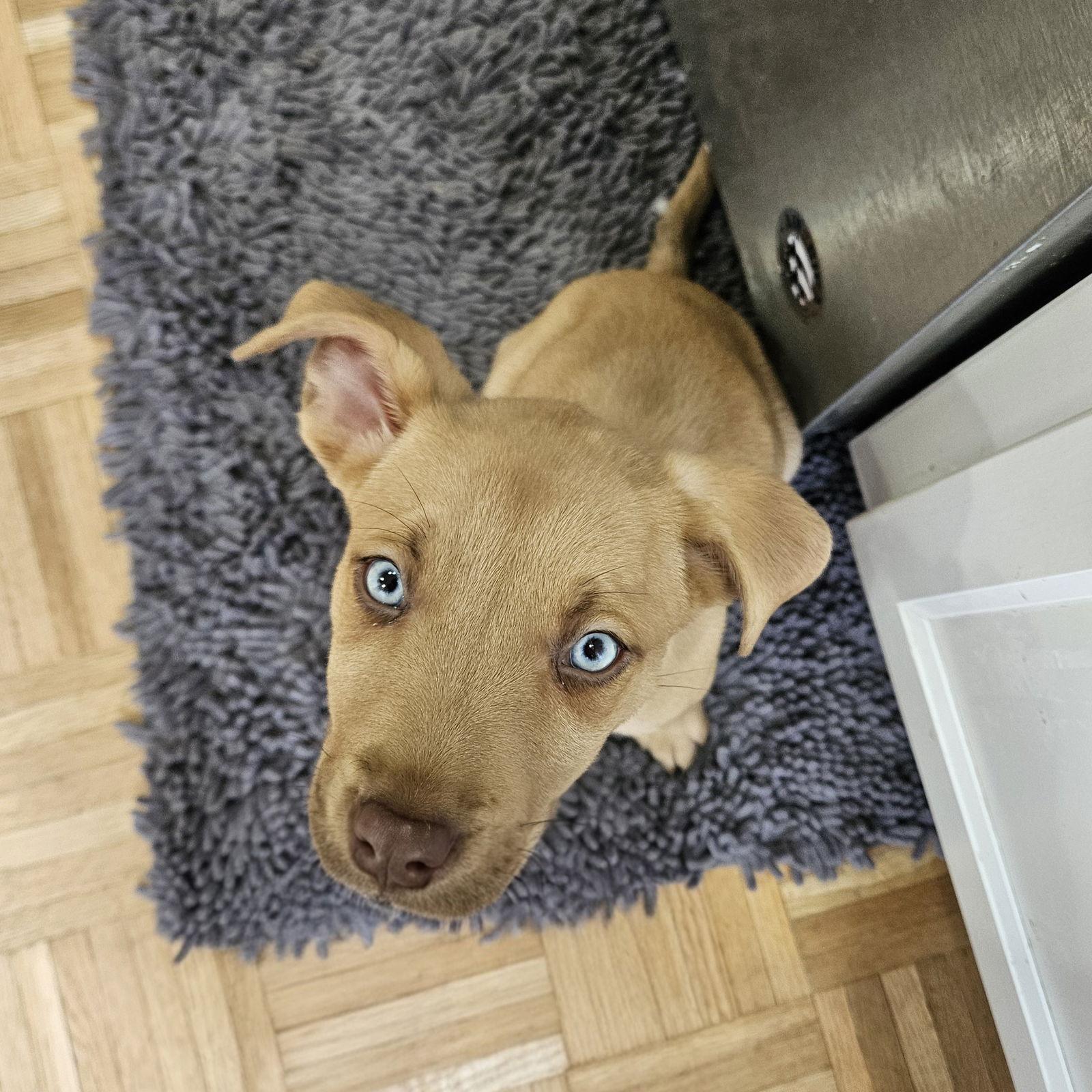 Enlarge Crew, a Adoptable mixed breed in Fargo, ND image 3/3