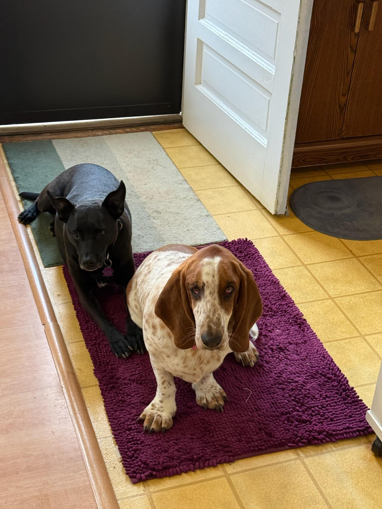 Enlarge Peanut, a ADOPTABLE Basset Hound in Silver Spring, MD image 3/6