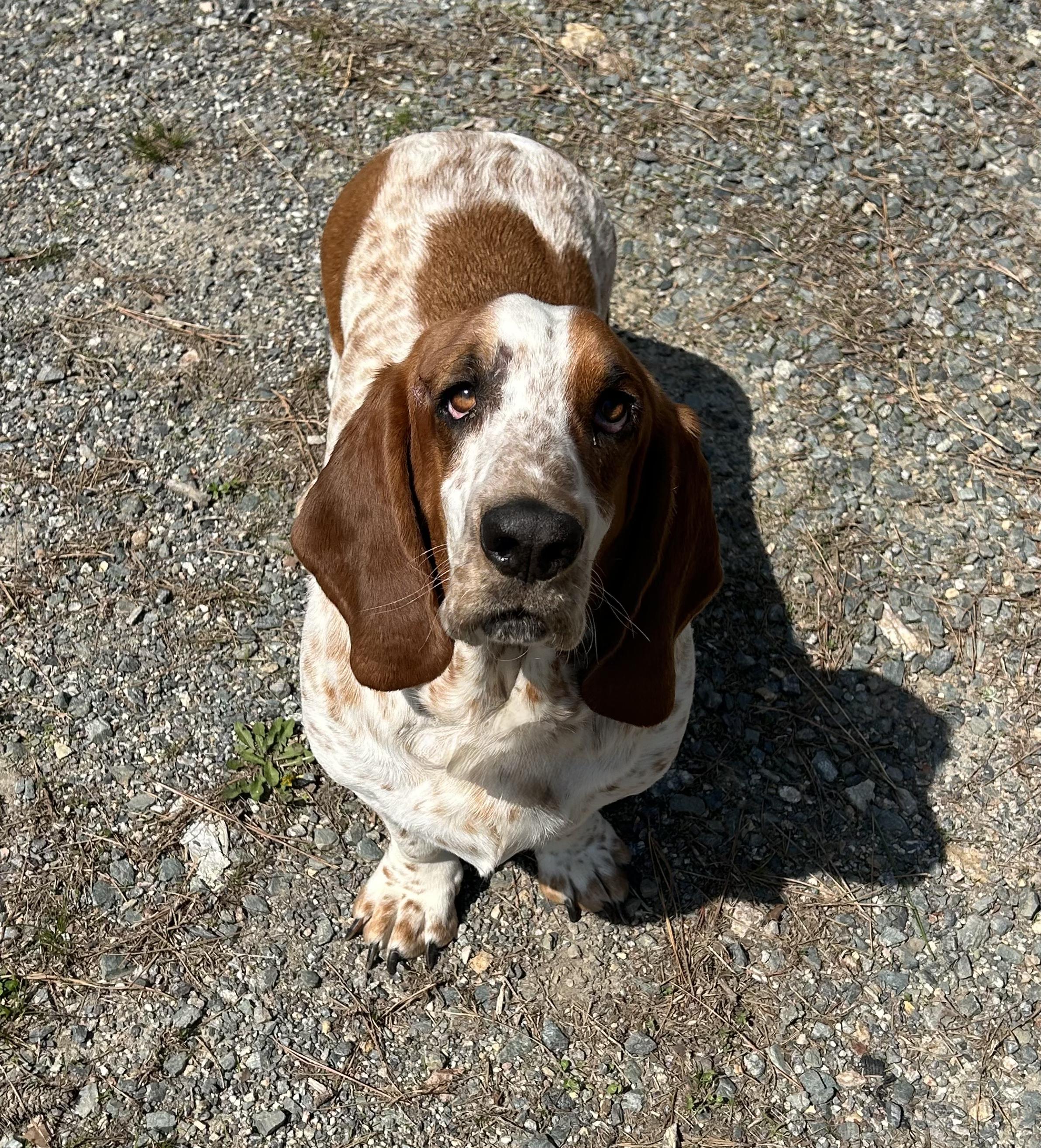 Enlarge Peanut, a ADOPTABLE Basset Hound in Silver Spring, MD image 3/4