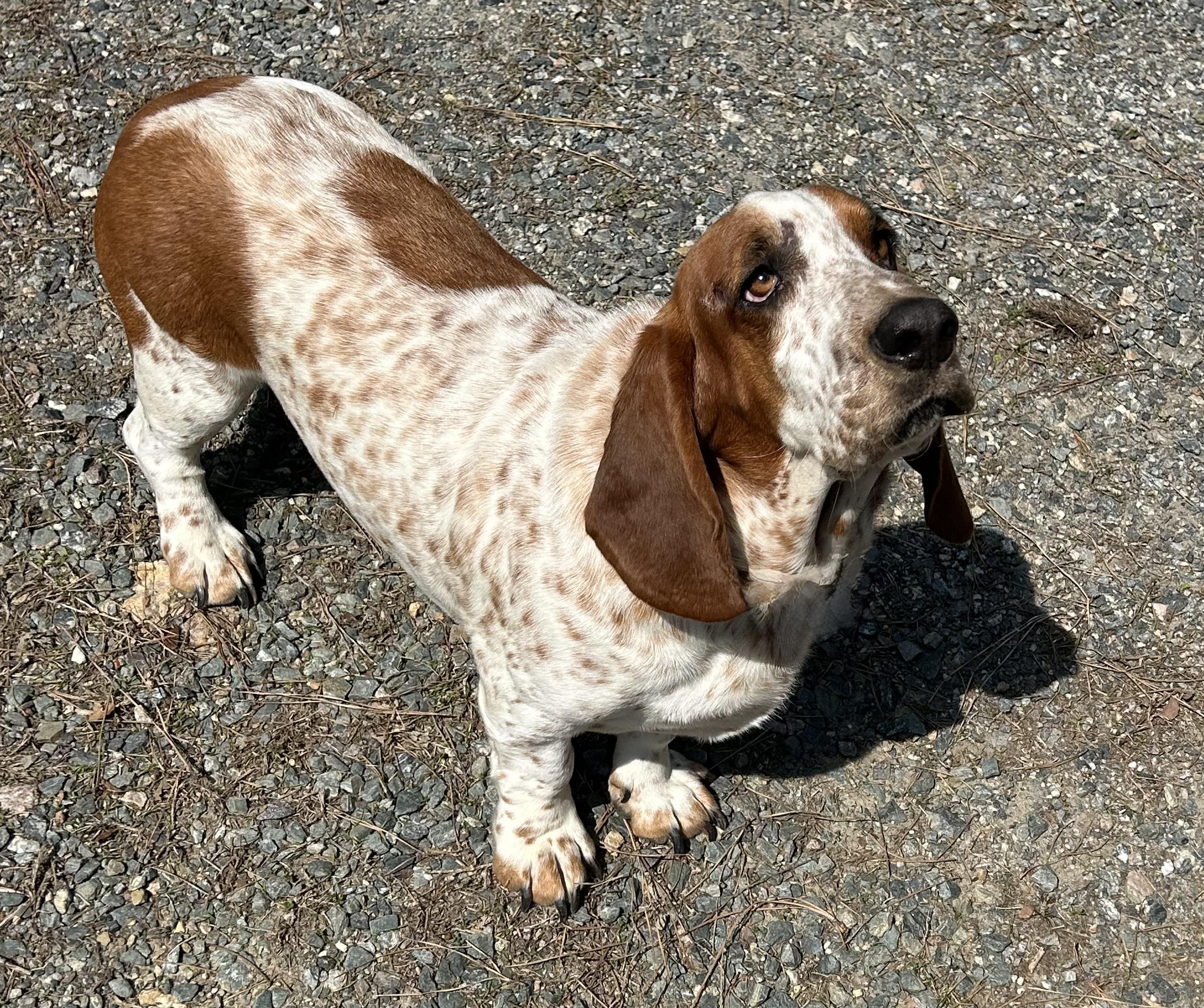 Enlarge Peanut, a ADOPTABLE Basset Hound in Silver Spring, MD image 2/4