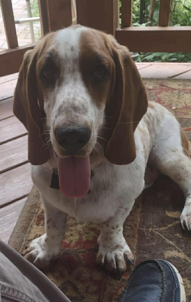 Enlarge Peanut, a ADOPTABLE Basset Hound in Silver Spring, MD image 4/4