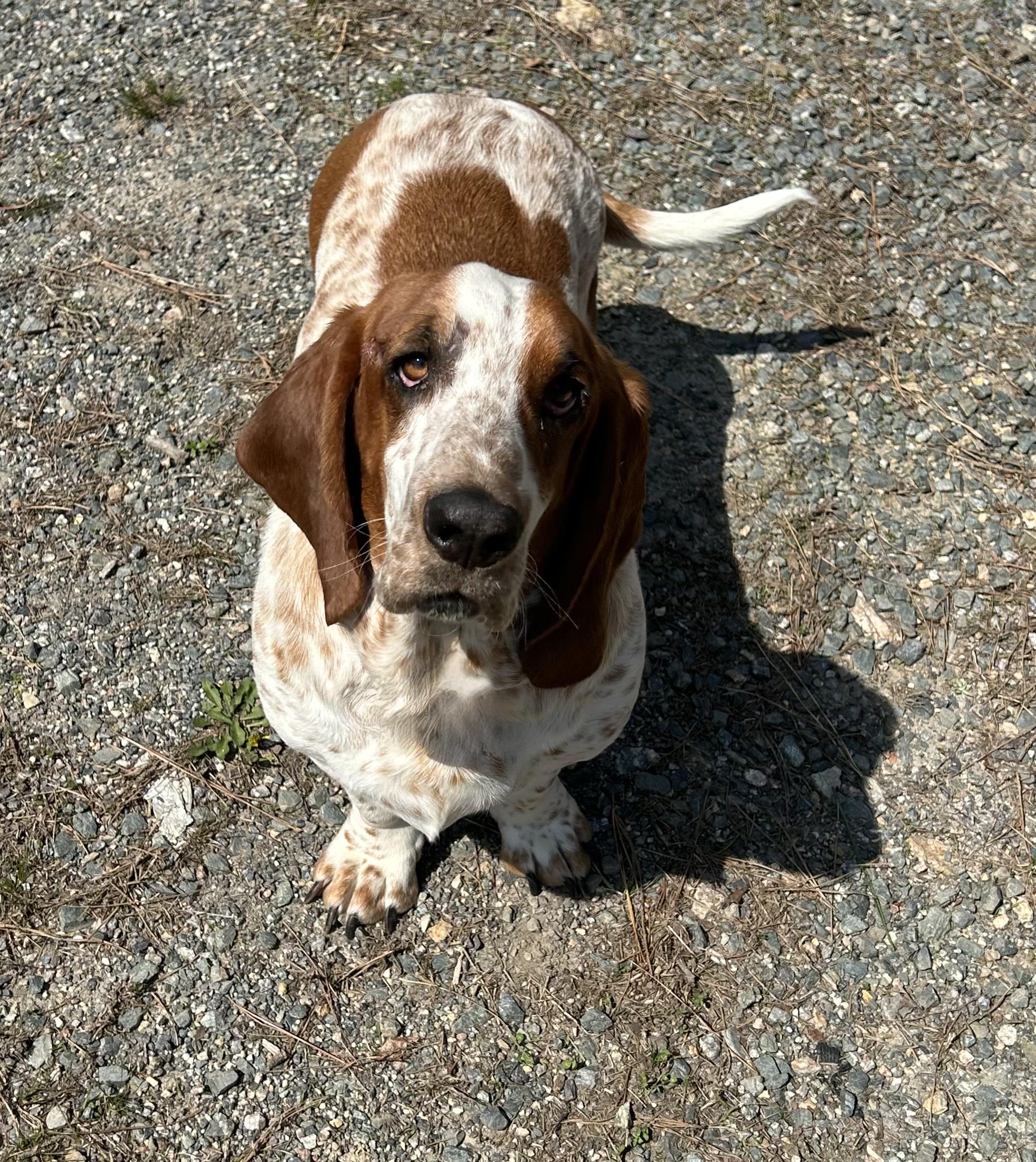 Peanut, ADOPTABLE, Adult Female Basset Hound.