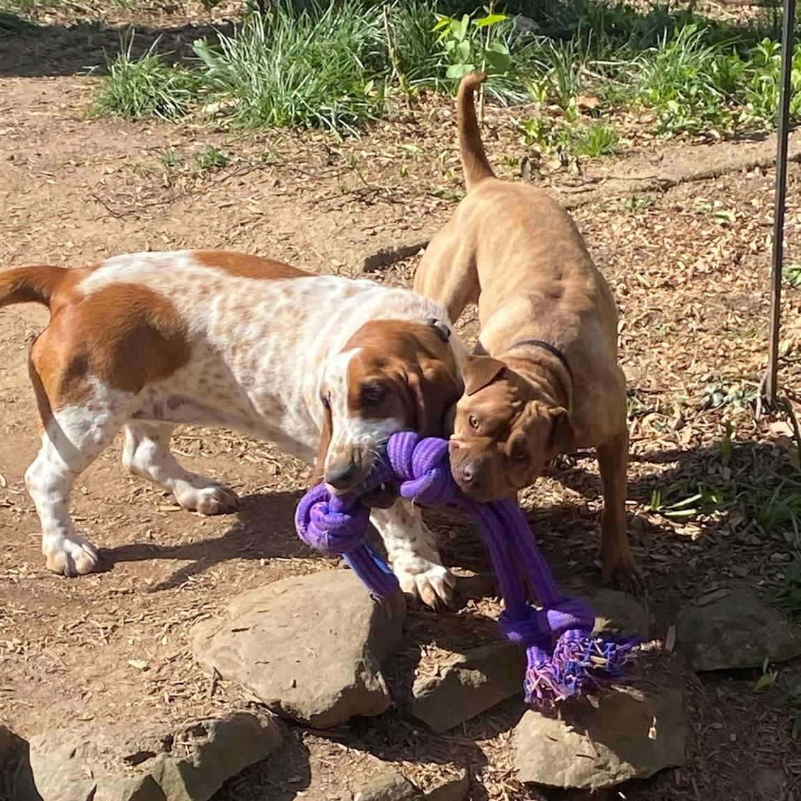 Enlarge Peanut, a ADOPTABLE Basset Hound in Silver Spring, MD image 2/6