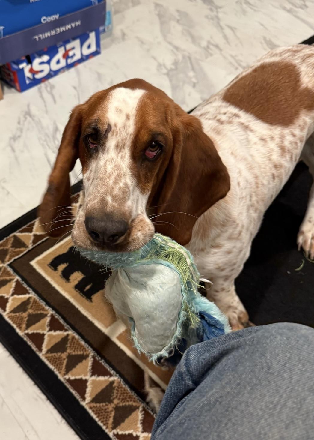 Enlarge Peanut, a ADOPTABLE Basset Hound in Silver Spring, MD image 1/6