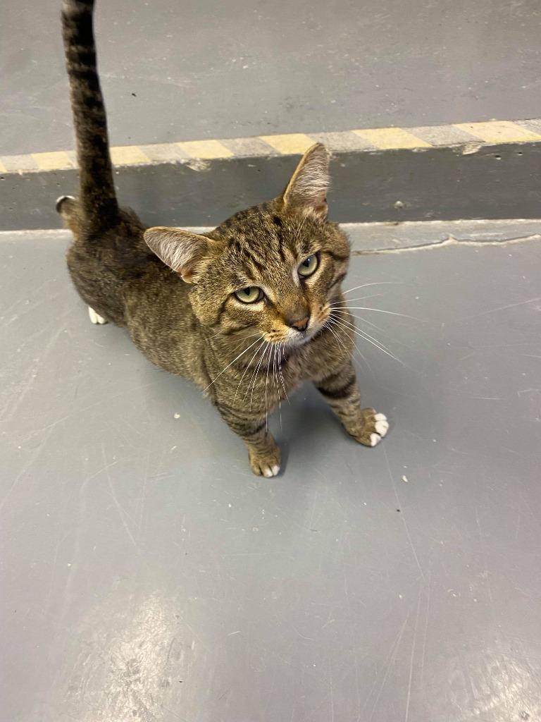 Puma, Adoptable, Adult Male Domestic Short Hair.