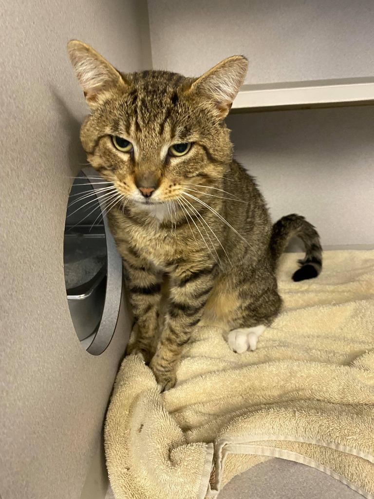 Enlarge Puma, a Adoptable mixed breed in Greencastle, IN image 2/2