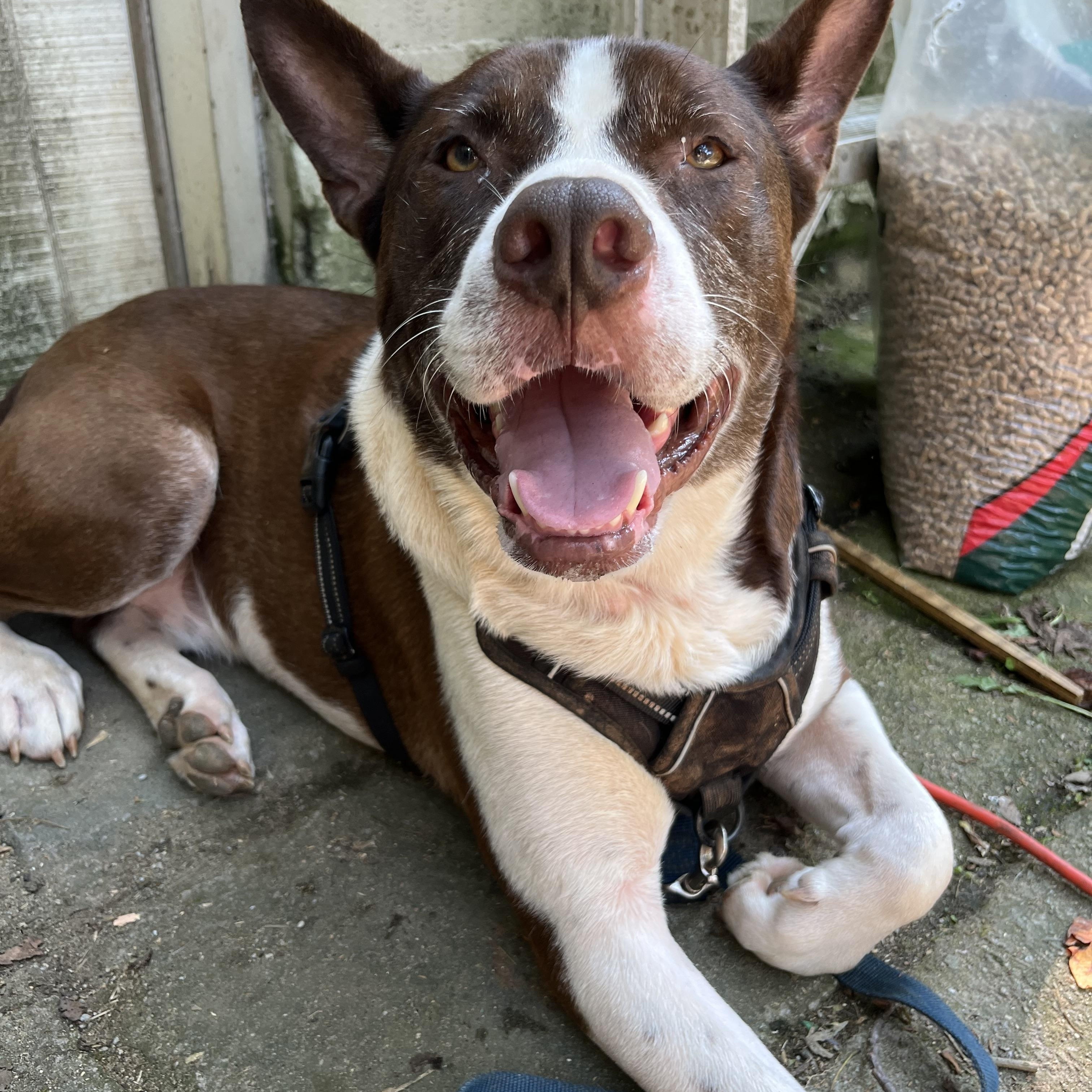 Enlarge Milo the Magnificent, a Adoptable mixed breed in Marion, NC image 1/6