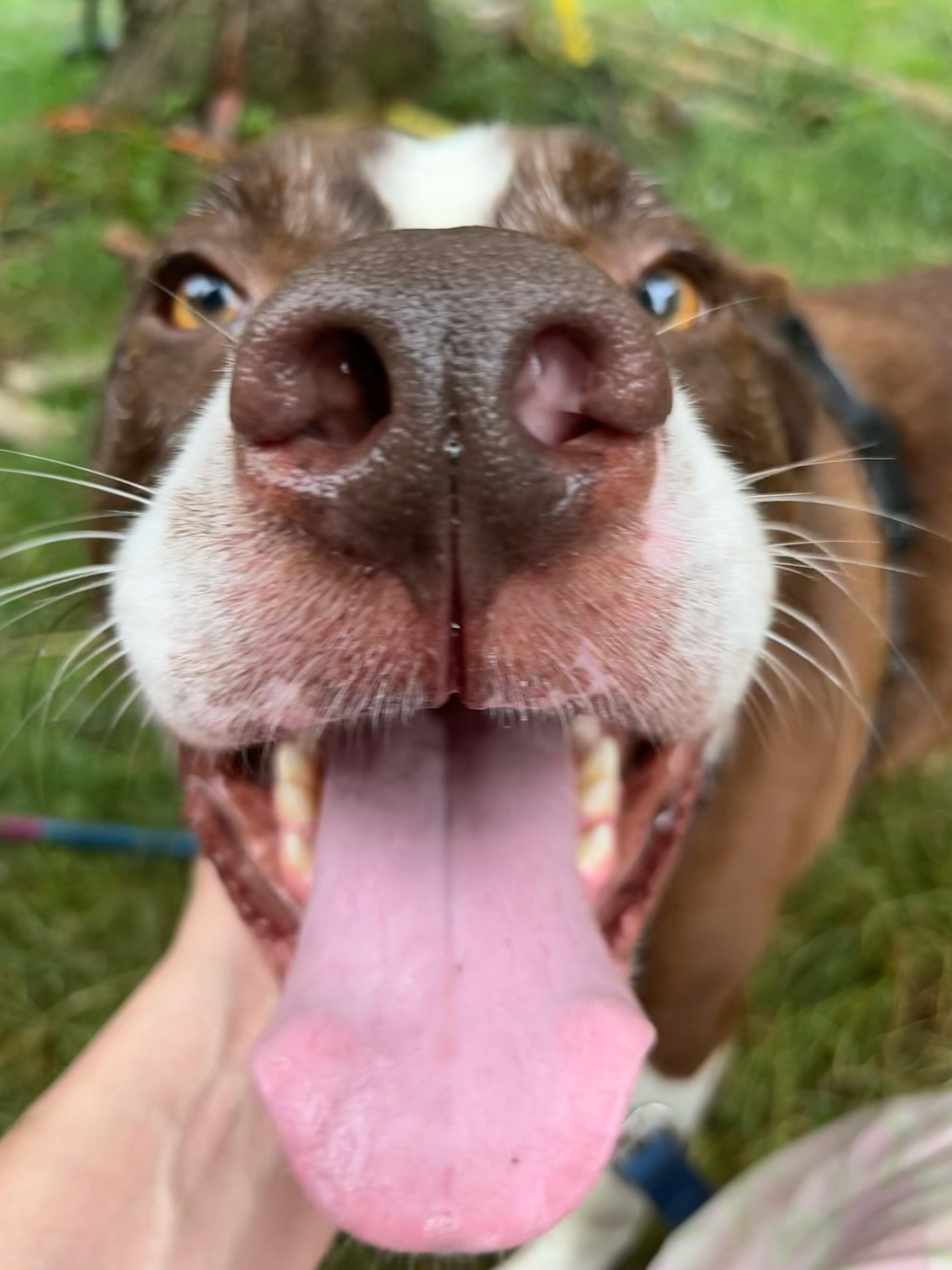Enlarge Milo the Magnificent, a Adoptable mixed breed in Marion, NC image 2/6