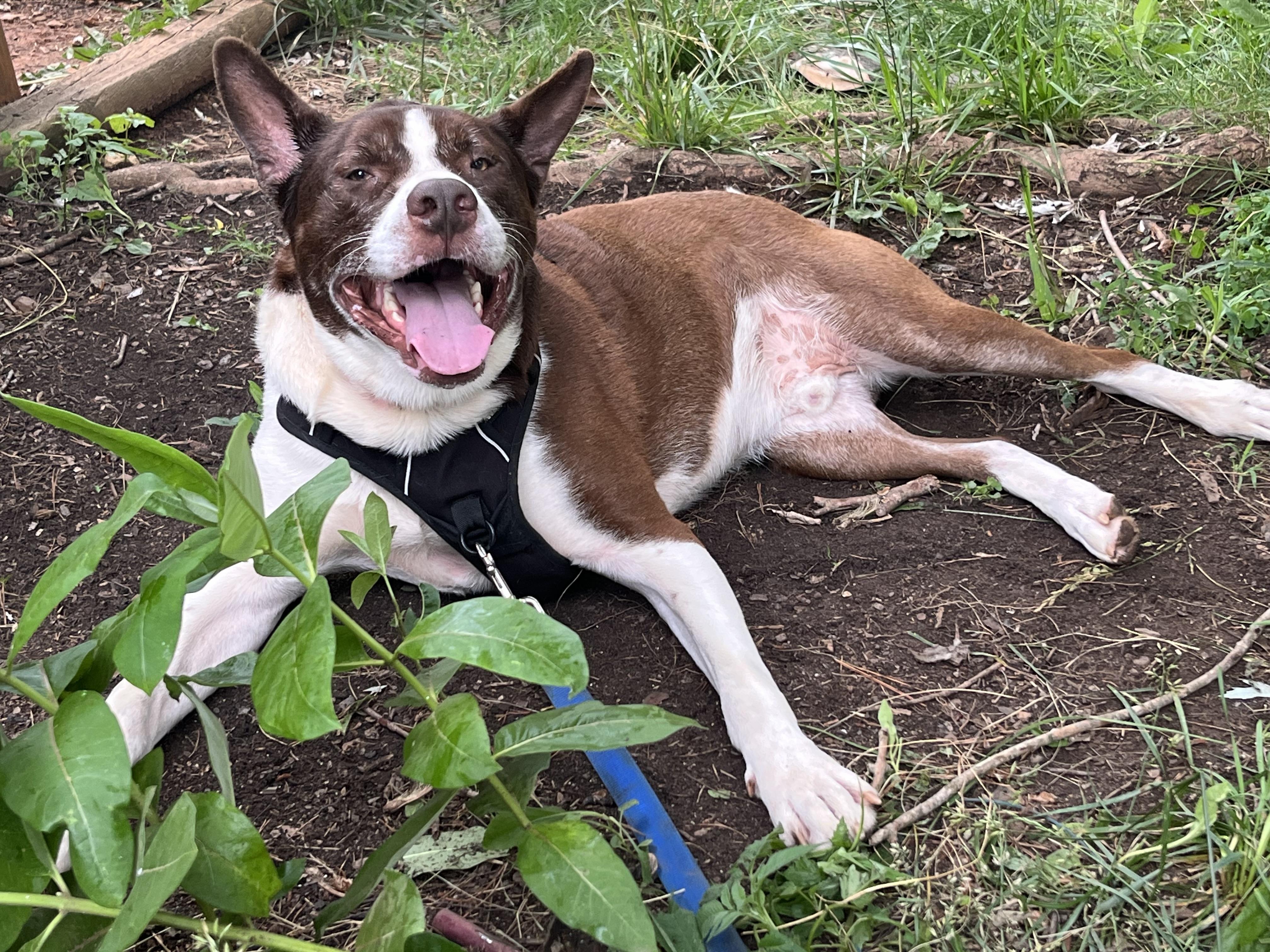 Enlarge Milo the Magnificent, a Adoptable mixed breed in Marion, NC image 3/6
