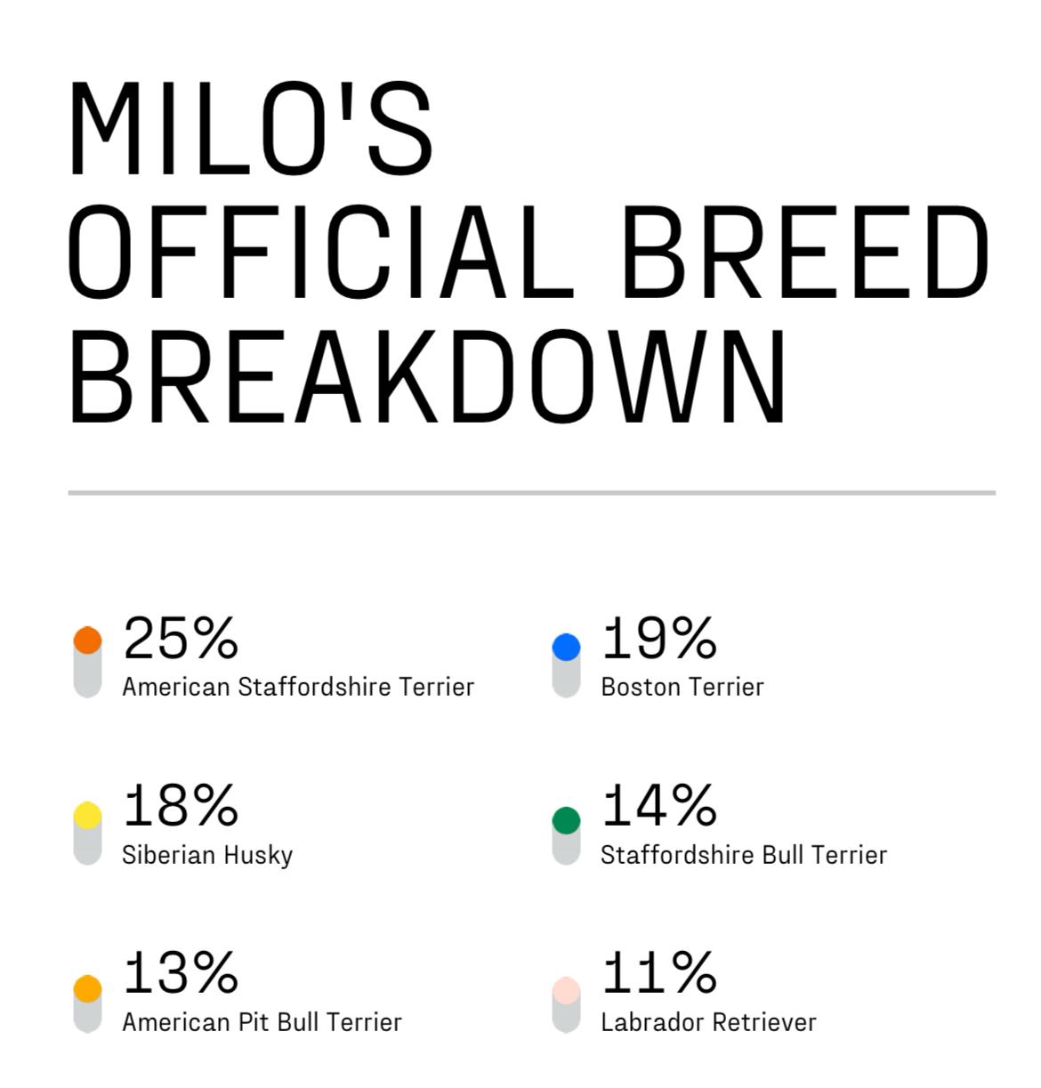 Enlarge Milo the Magnificent, a Adoptable mixed breed in Marion, NC image 4/6
