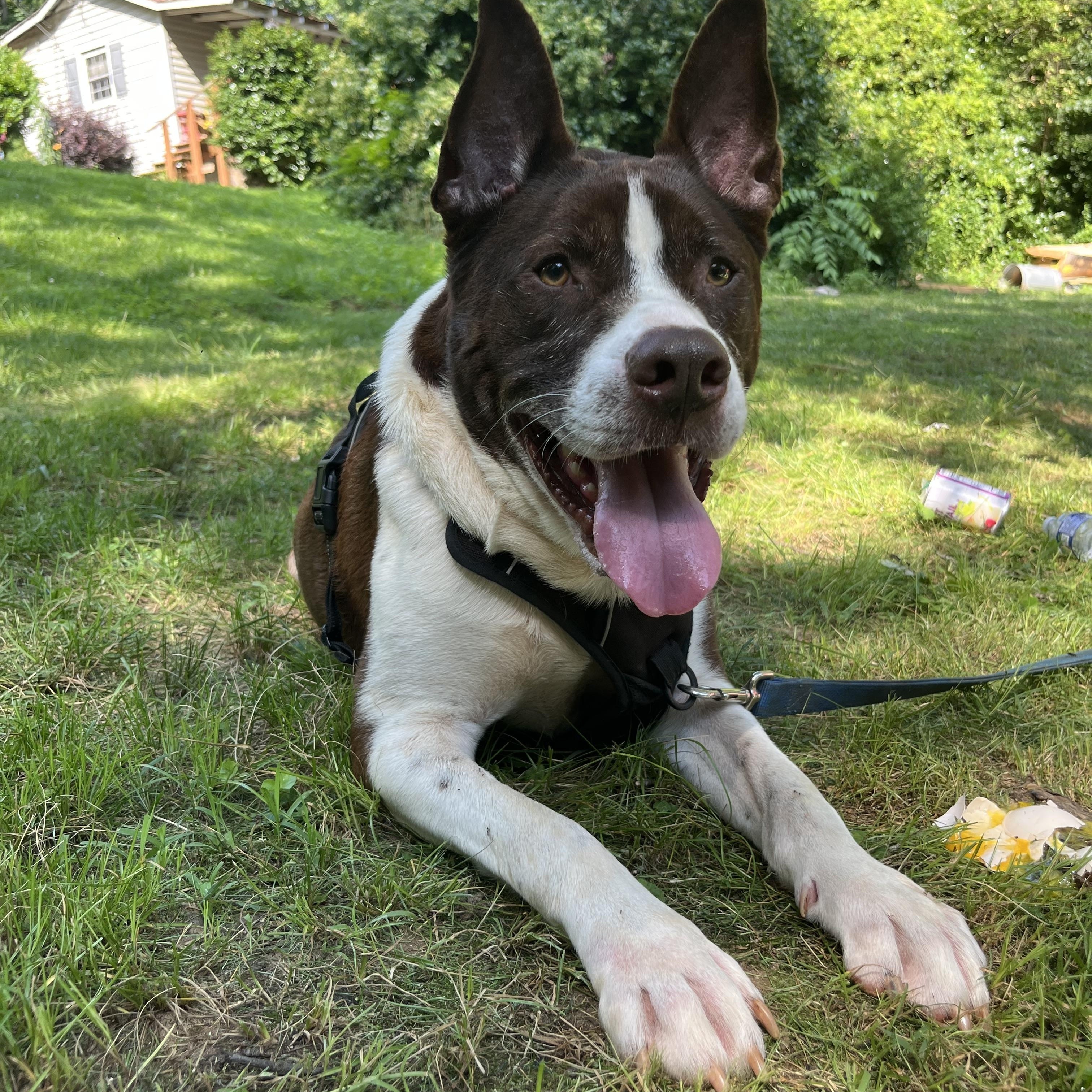 Milo