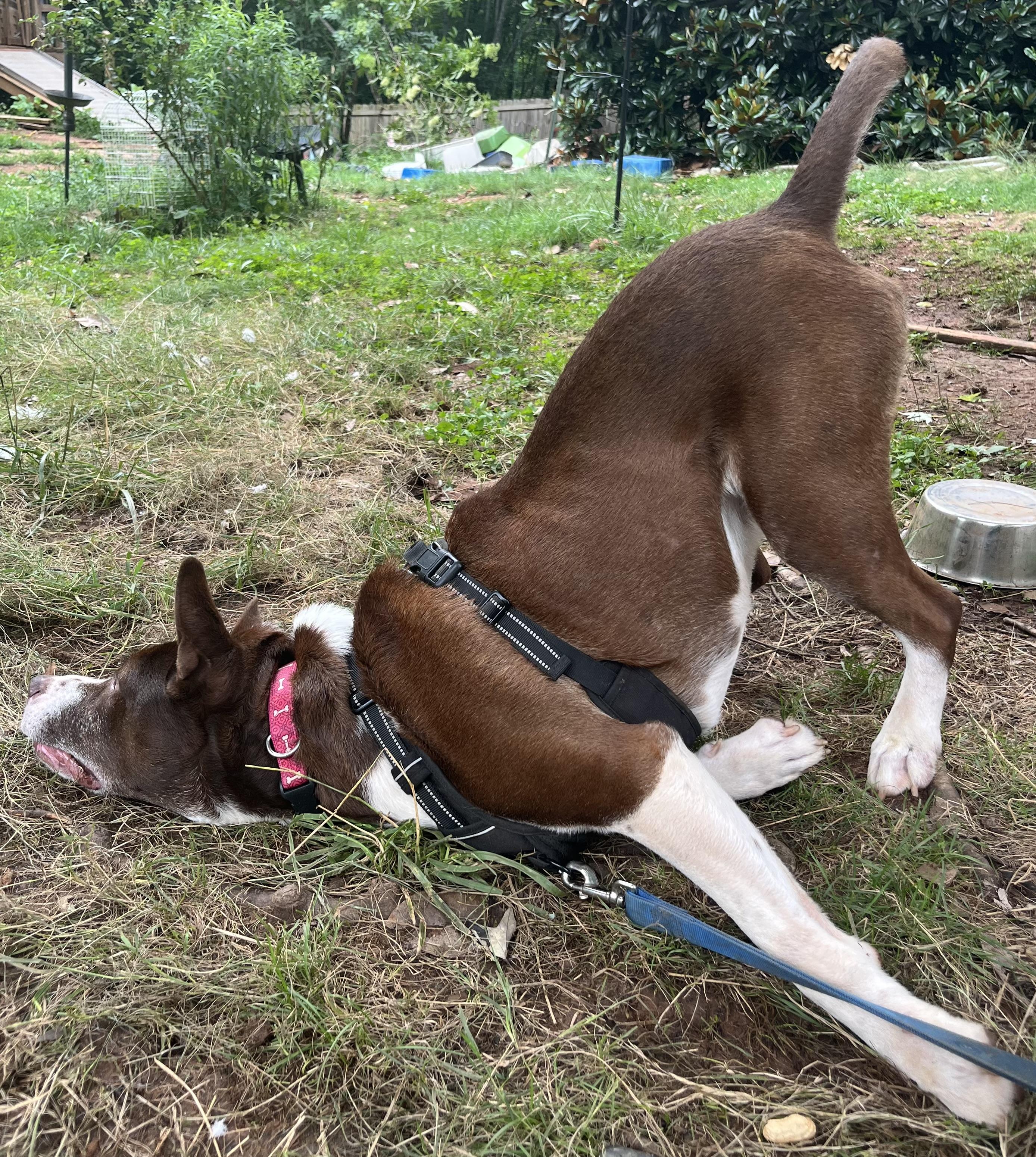 Enlarge Milo the Magnificent, a Adoptable mixed breed in Marion, NC image 5/6