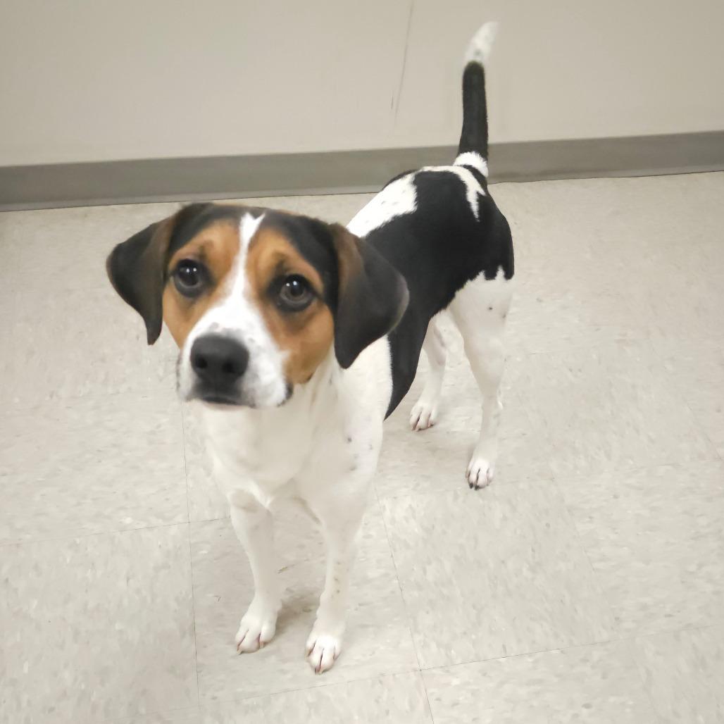 Carter, Adoptable, Adult Male Hound.