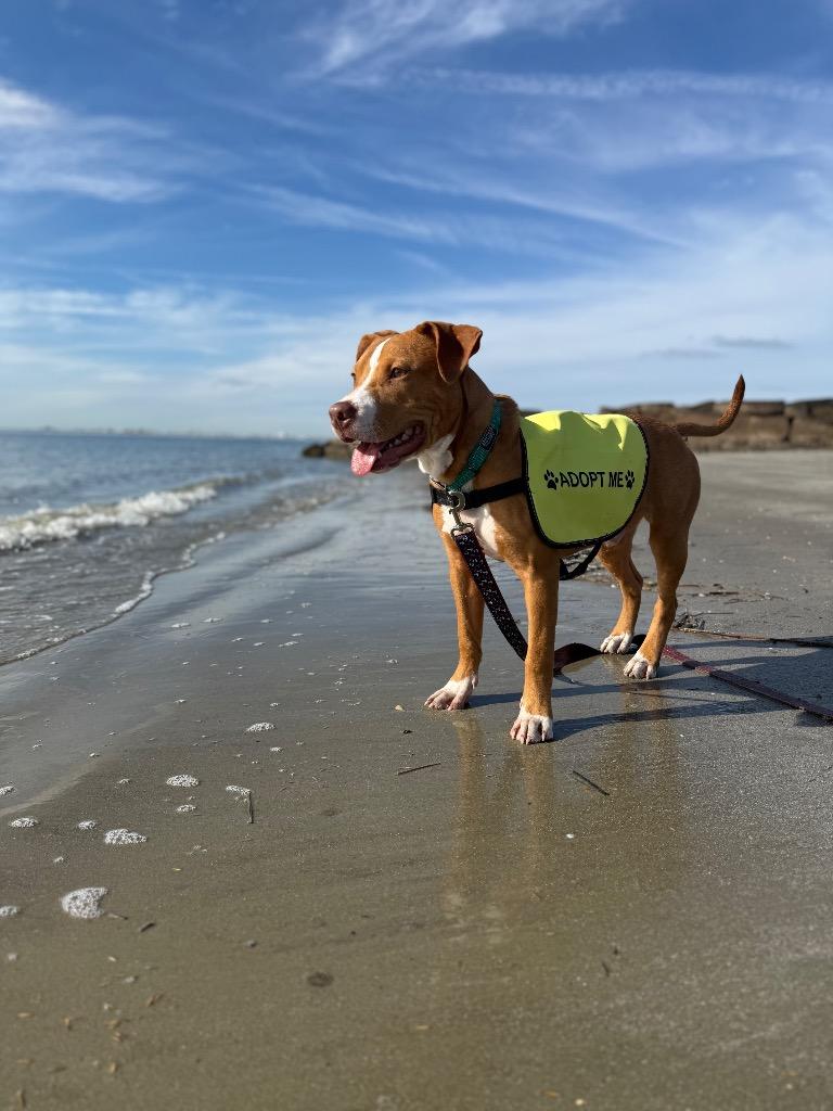 Nugget/Elvis, Adopted, Young Male Australian Cattle Dog / Blue Heeler & Mixed Breed.