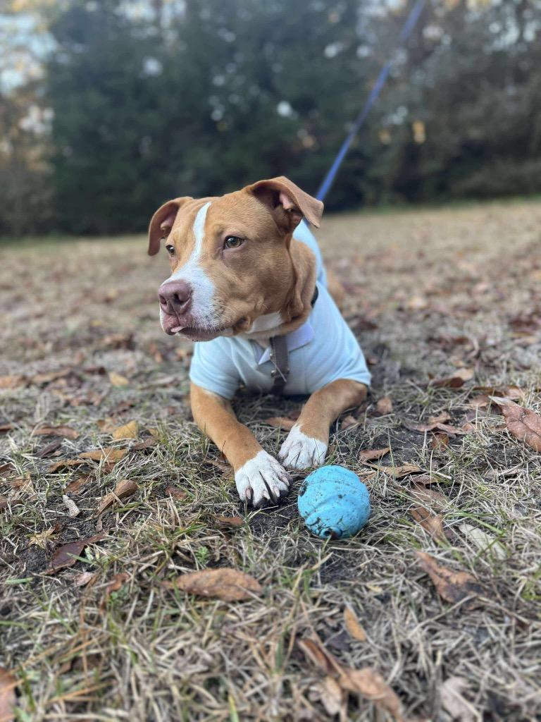 Enlarge Nugget/Elvis, a Adopted mixed breed in Waynesville, GA image 2/6