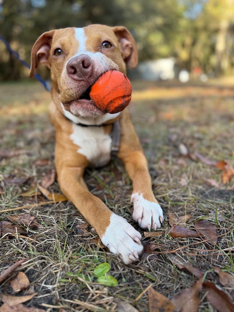 Enlarge Nugget/Elvis, a Adopted mixed breed in Waynesville, GA image 5/6