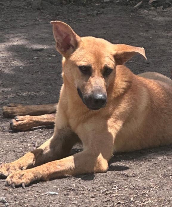 Ruby, Adoptable, Adult Female Cattle Dog & German Shepherd Dog.