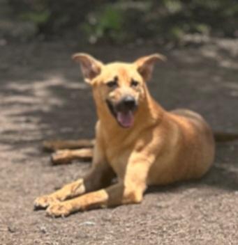 Enlarge Ruby, a Adoptable mixed breed in Williston, VT image 2/3