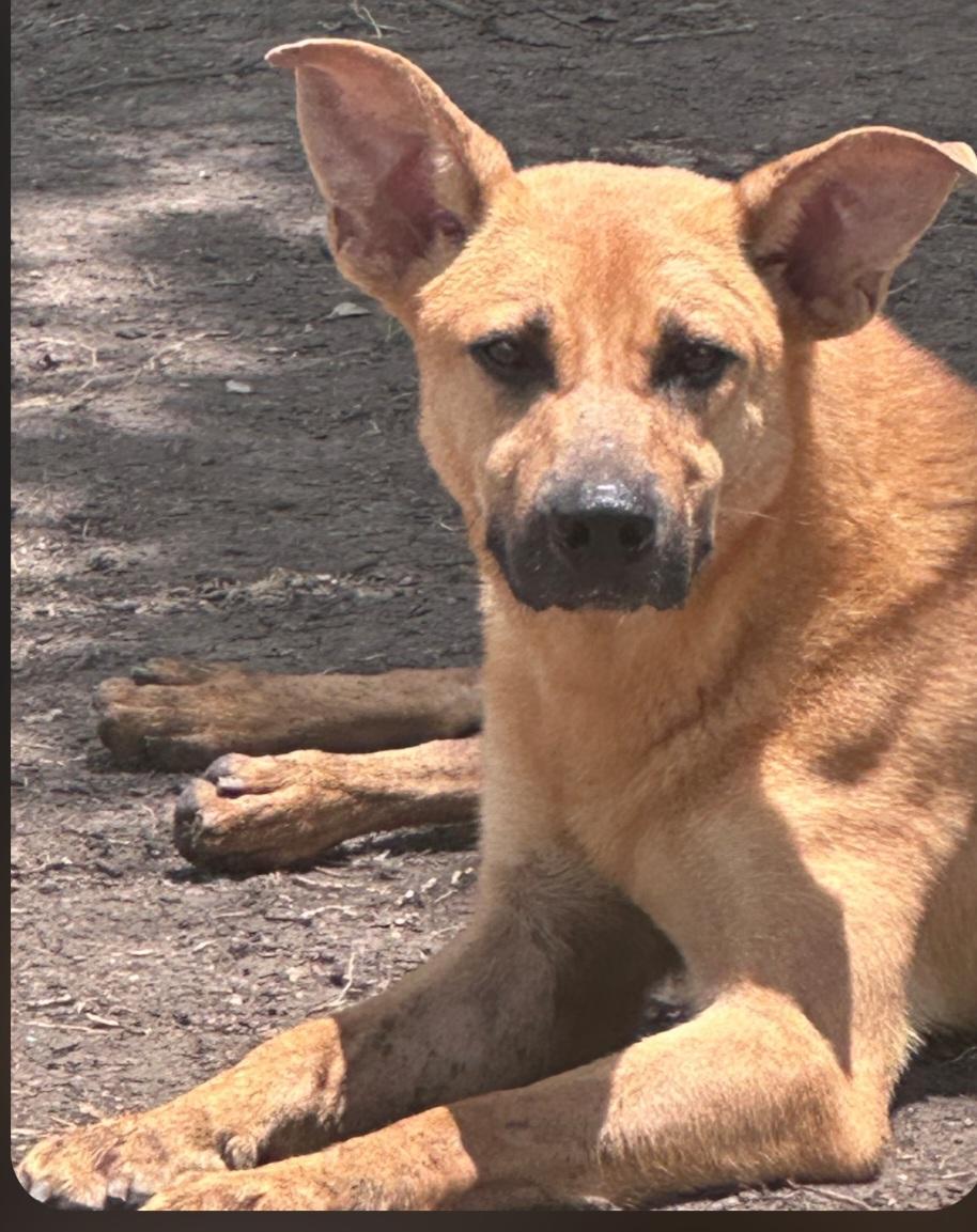 Enlarge Ruby, a Adoptable mixed breed in Williston, VT image 3/3