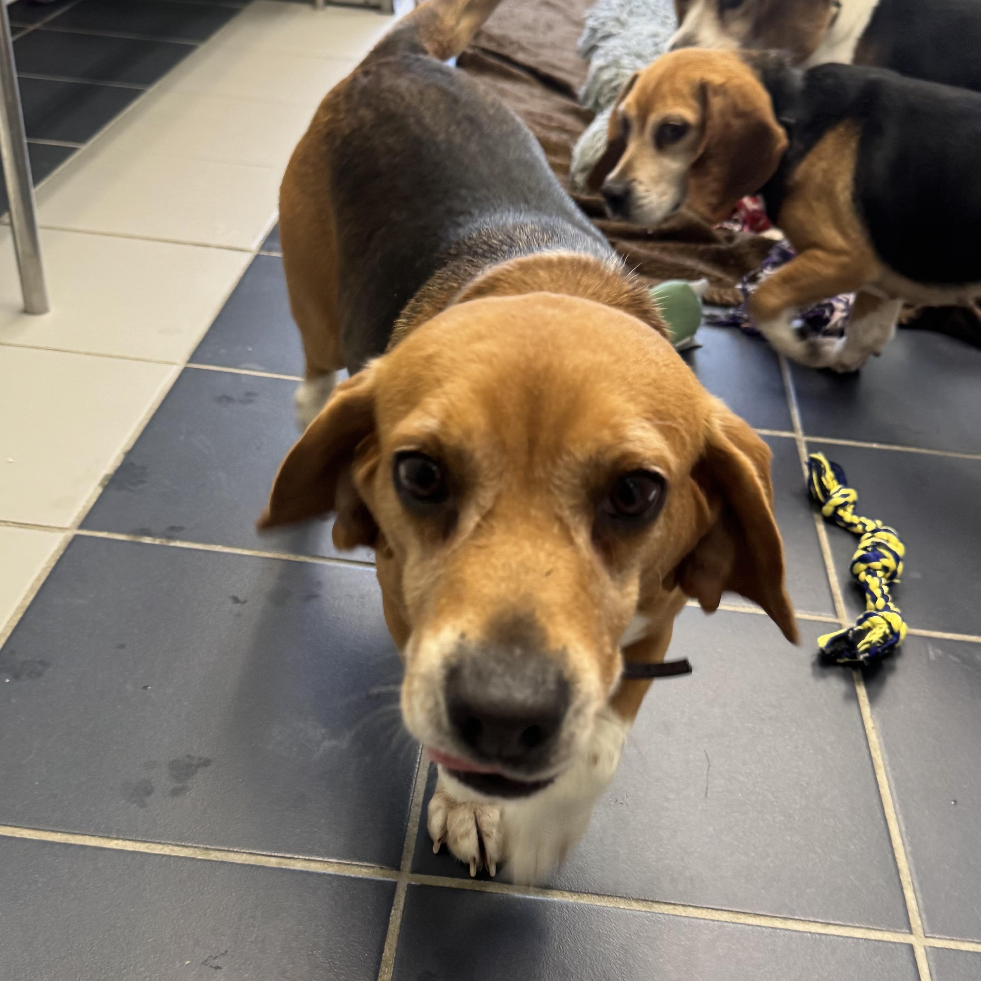 Enlarge Daisy , a other Beagle in Fall River, MA image 1/2