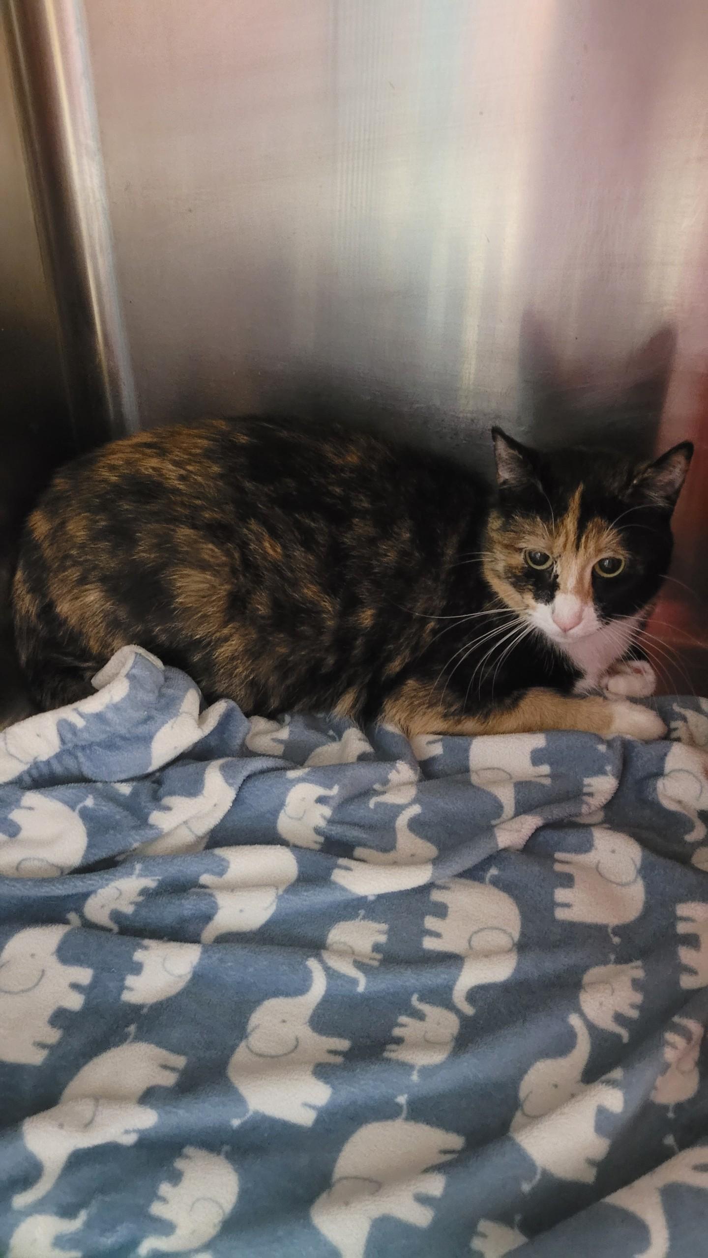 Enlarge 686 - Lotti, a ADOPTABLE Domestic Medium Hair in Sunset Hills, MO image 4/4