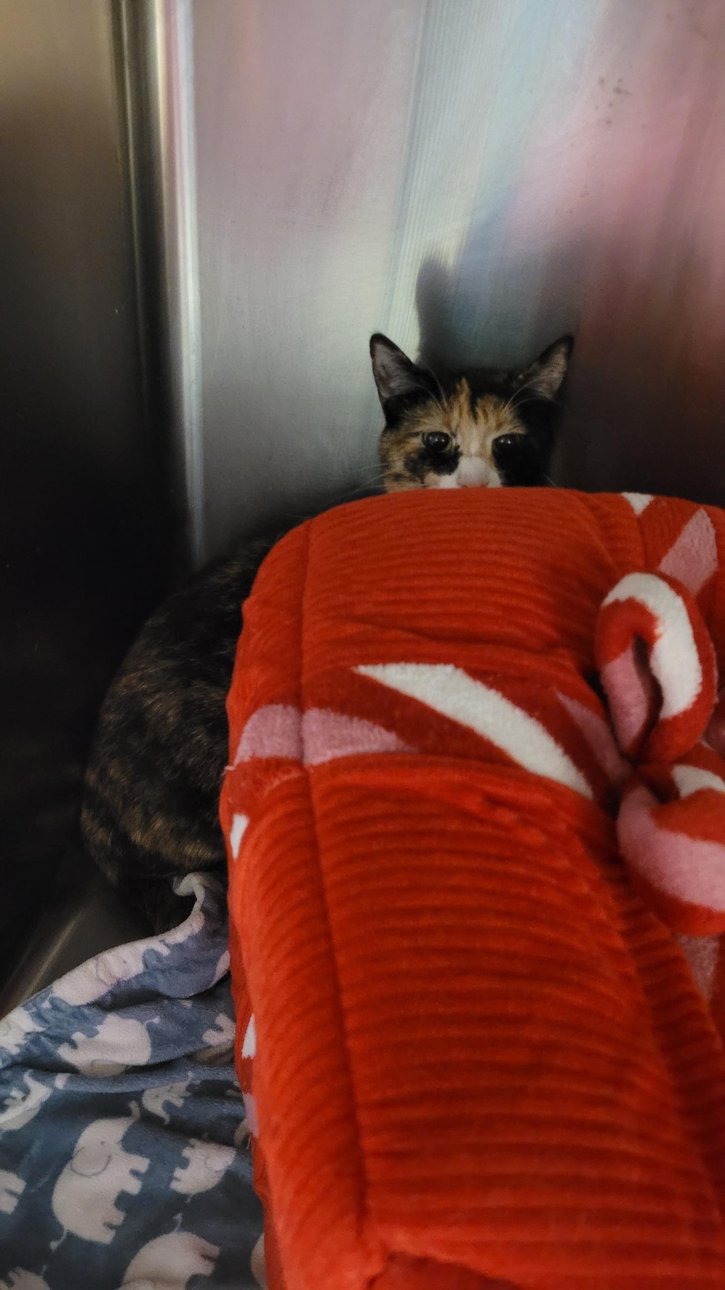 Enlarge 686 - Lotti, a ADOPTABLE Domestic Medium Hair in Sunset Hills, MO image 2/4