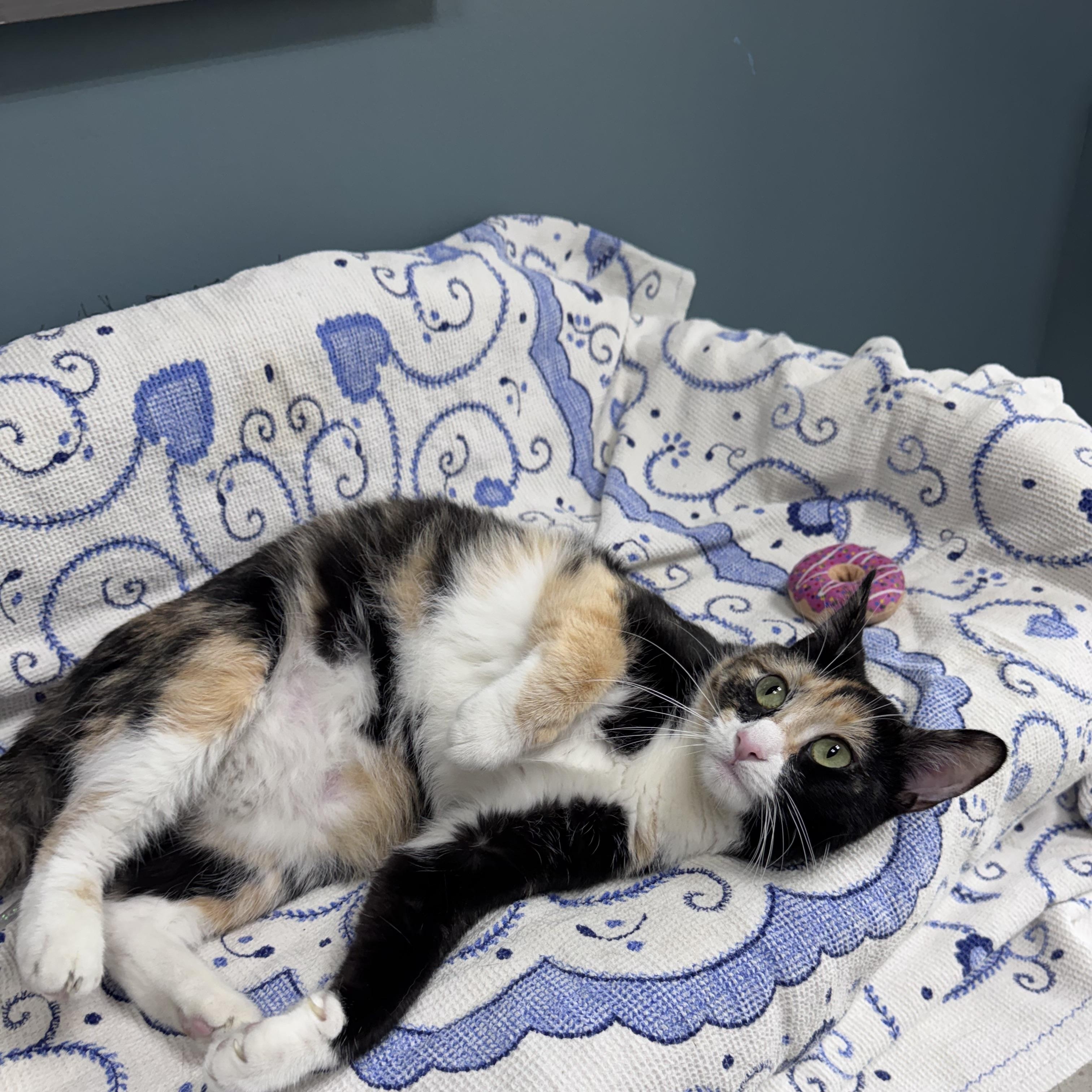 Enlarge 686 - Lotti, a Adoptable Domestic Short Hair in Sunset Hills, MO image 5/5