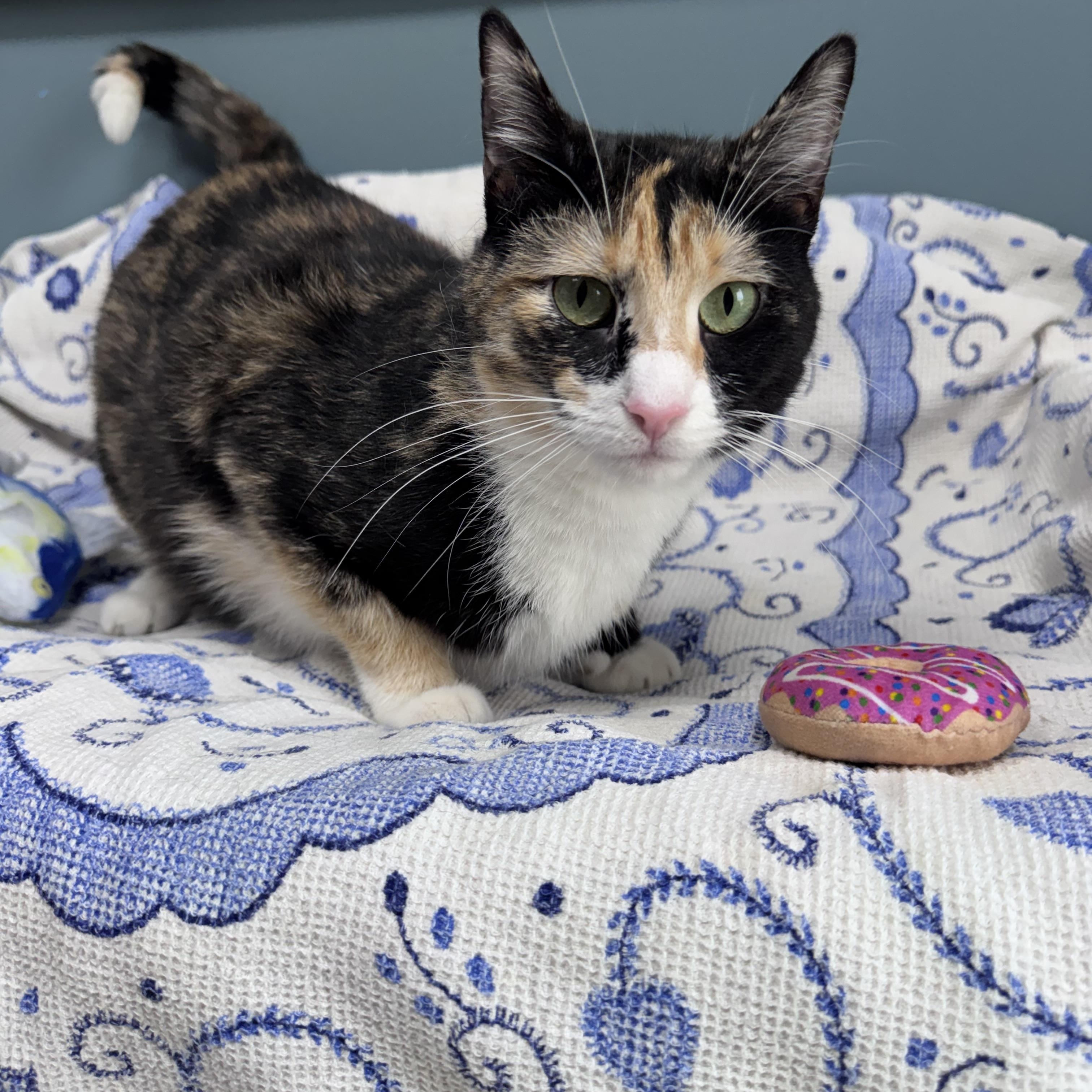 Enlarge 686 - Lotti, a Adoptable Domestic Short Hair in Sunset Hills, MO image 2/5
